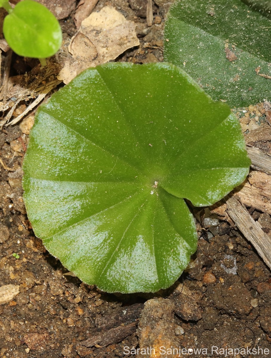 Nervilia simplex (Thouars) Schltr.